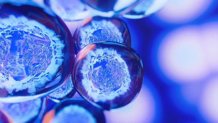 Stem Cells