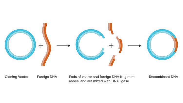 Multiple Cloning Sites